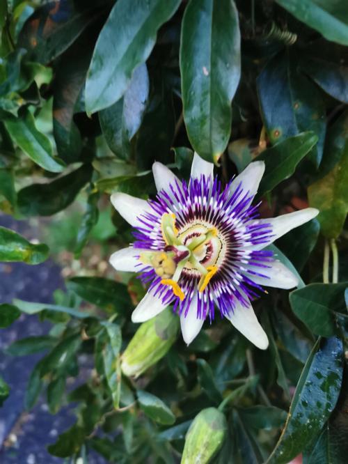 时代花不还会怎么样对未来产生什么影响